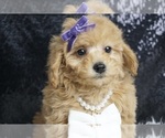 Puppy Clementine UABR Poodle (Toy)