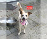 Small #2 Jack Russell Terrier