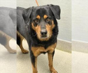 Rottweiler-Unknown Mix Dogs for adoption in Las Vegas, NV, USA