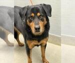 Small Rottweiler Mix