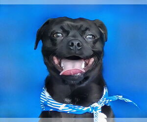 Pug Dogs for adoption in Pasadena, CA, USA