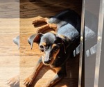 Thunder - Male Dachshund Puppy for Sale - Small photo