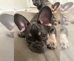 Small Photo #9 French Bulldog Puppy For Sale in FITCHBURG, WI, USA