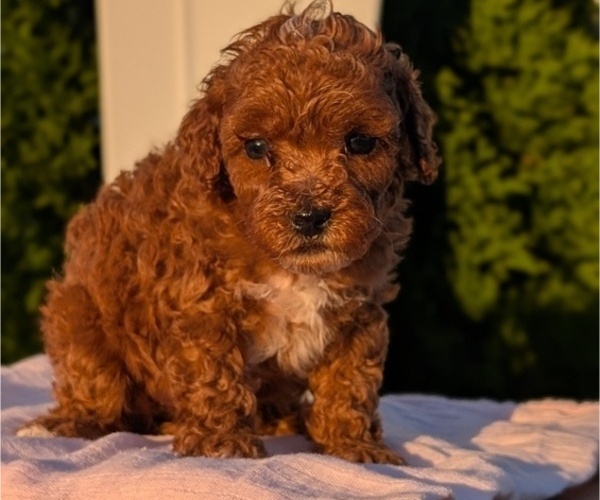 Medium Photo #36 Poodle (Miniature) Puppy For Sale in GOSHEN, IN, USA