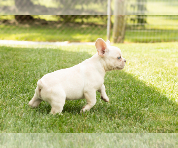 Medium Photo #2 French Bulldog Puppy For Sale in NAPPANEE, IN, USA