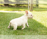 Small #1 French Bulldog