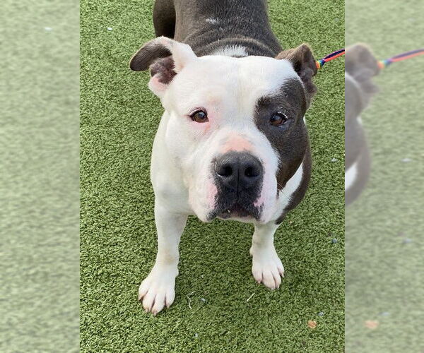 Medium Photo #1 Mutt Puppy For Sale in Fayetteville, NC, USA