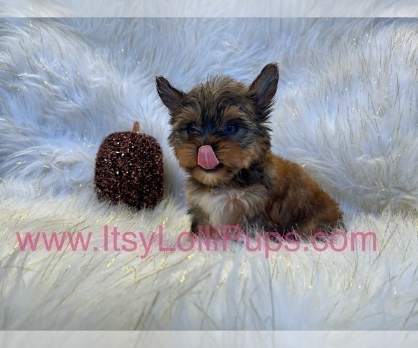 Medium Photo #33 Yorkshire Terrier Puppy For Sale in HAYWARD, CA, USA