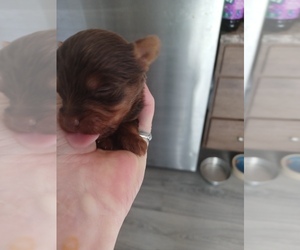 Yorkshire Terrier Puppy for sale in COLTON, NY, USA