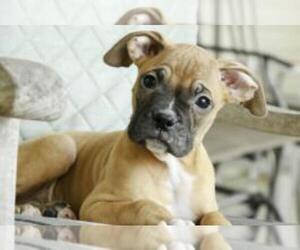 Boxer Puppy for sale in SHIPSHEWANA, IN, USA