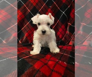 Schnauzer (Miniature) Puppy for sale in CHILDRESS, TX, USA