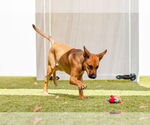 Small #2 German Shepherd Dog Mix