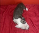 Small Photo #9 American Pit Bull Terrier Puppy For Sale in TRENTON, NJ, USA