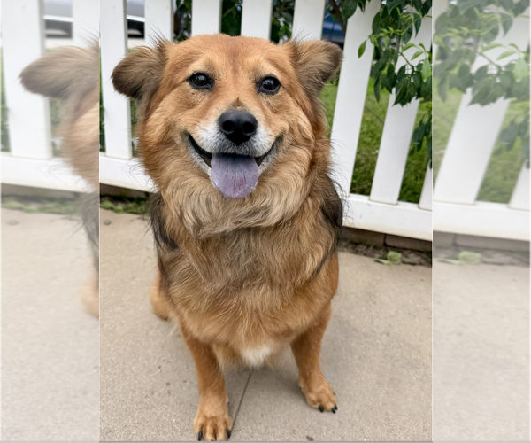 Medium Photo #2 Australian Shepherd-Unknown Mix Puppy For Sale in Newport Beach, CA, USA