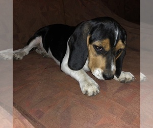 Beagle Puppy for sale in LAMONI, IA, USA