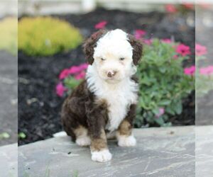 Bernedoodle (Miniature) Puppy for sale in GORDONVILLE, PA, USA