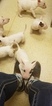 Small Photo #79 Bull Terrier Puppy For Sale in JACKSON, MI, USA