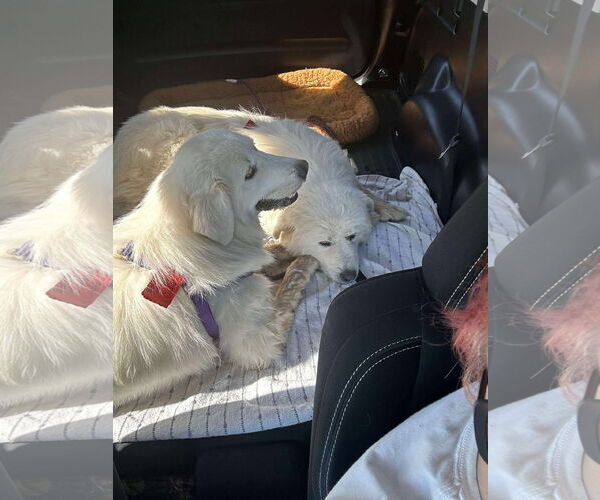 Medium Photo #3 Great Pyrenees Puppy For Sale in Croydon, NH, USA
