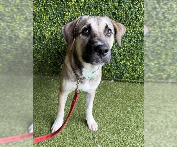 Medium Photo #1 Black Mouth Cur-Unknown Mix Puppy For Sale in Naples, FL, USA