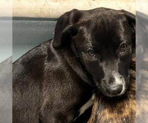 Labrador Retriever-Unknown Mix Dogs for adoption in Beatrice, NE, USA