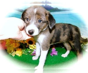 Border-Aussie Puppy for sale in HAMMOND, IN, USA