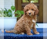 Small #3 Goldendoodle (Miniature)