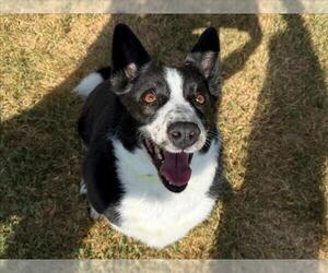 Border Collie-Unknown Mix Dogs for adoption in Tulsa, OK, USA
