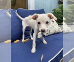 Small #10 Mutt