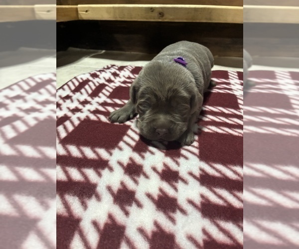 Medium Photo #5 Labrador Retriever Puppy For Sale in WALDRON, MI, USA