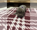 Small #4 Labrador Retriever