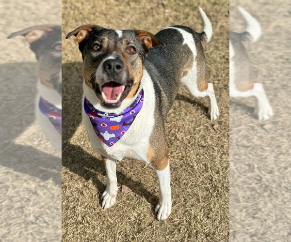 Medium Photo #6 Mutt Puppy For Sale in Great Bend, KS, USA