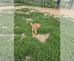 Small German Shepherd Dog Mix