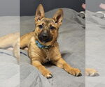 Small #4 Shepradors