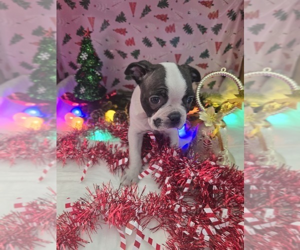 Medium Photo #4 Boston Terrier Puppy For Sale in BRYANT, AL, USA