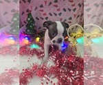 Small Photo #4 Boston Terrier Puppy For Sale in BRYANT, AL, USA