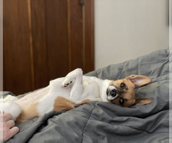 Medium Photo #6 Chug Puppy For Sale in Minneapolis, MN, USA