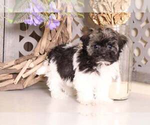 Havanese Puppy for sale in MOUNT VERNON, OH, USA