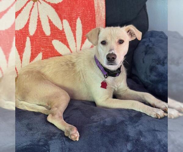 Medium Photo #3 Collie-Labrador Retriever Mix Puppy For Sale in San Diego, CA, USA