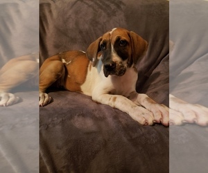 Great Dane Puppy for sale in RIDGEVILLE, SC, USA