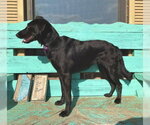 Small #2 Border Collie Mix