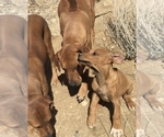 Small Photo #94 Rhodesian Ridgeback Puppy For Sale in MORONGO VALLEY, CA, USA