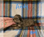 Small #13 Chizer