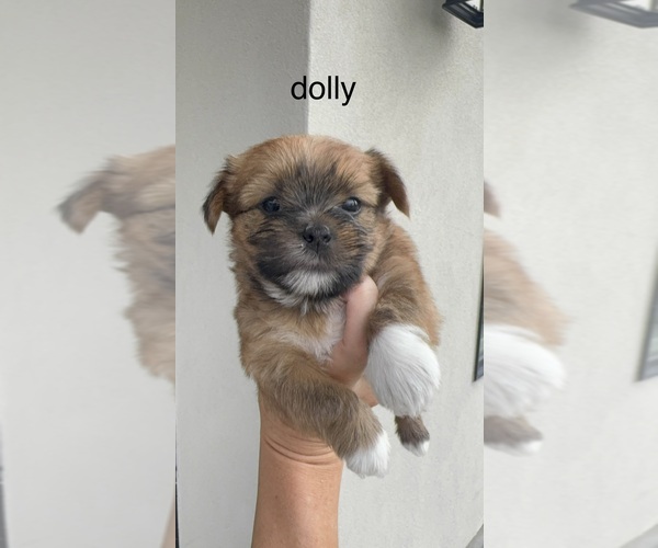 Medium Photo #6 Shorkie Tzu Puppy For Sale in COLORADO SPRINGS, CO, USA