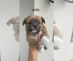 Small #5 Shorkie Tzu