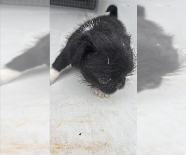 Medium Photo #1 Pug Puppy For Sale in Houston, TX, USA