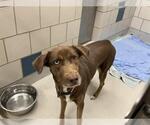 Small Labrador Retriever Mix