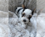 Small Photo #6 Morkie Puppy For Sale in COLUMBIA, SC, USA