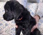 Small Photo #39 Schnoodle (Giant) Puppy For Sale in ANDERSON, CA, USA