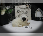 Small #12 Poodle (Toy)