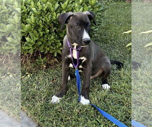 Labrador Retriever-Unknown Mix Dogs for adoption in pomfret, CT, USA